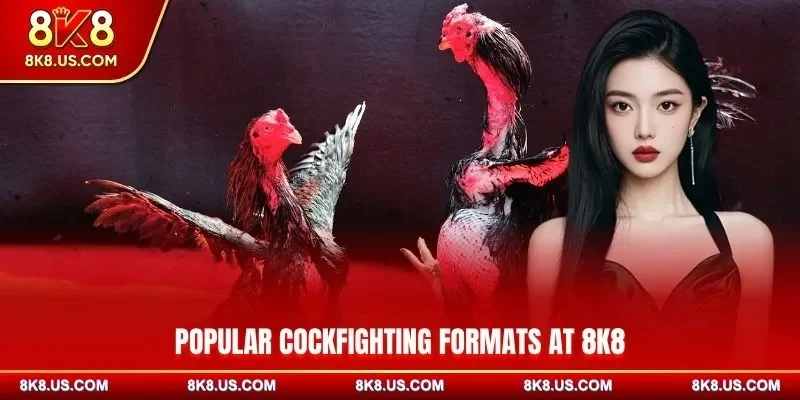 Popular cockfighting formats at 8K8