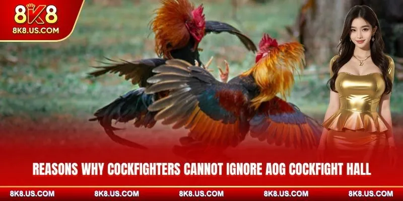 Reasons why cockfighters cannot ignore AOG Cockfight 8K8 hall